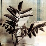 Обложка альбома Tuonela